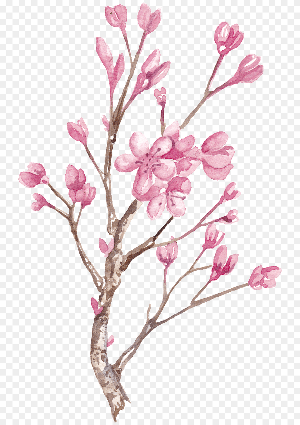 Hand Painted Winter Plum Blossom Branch Transparent Free, Flower, Plant, Cherry Blossom Png