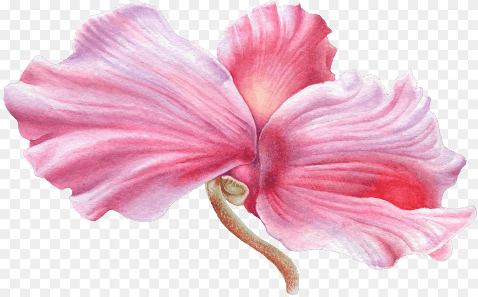 Hand Painted Wooden Hibiscus Flower Hawaiian Hibiscus, Petal, Plant, Rose, Orchid Free Transparent Png