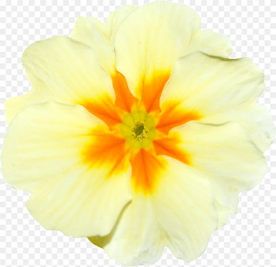 Hand Painted Yellow Onion Flower Geranium, Petal, Plant, Anther Free Transparent Png