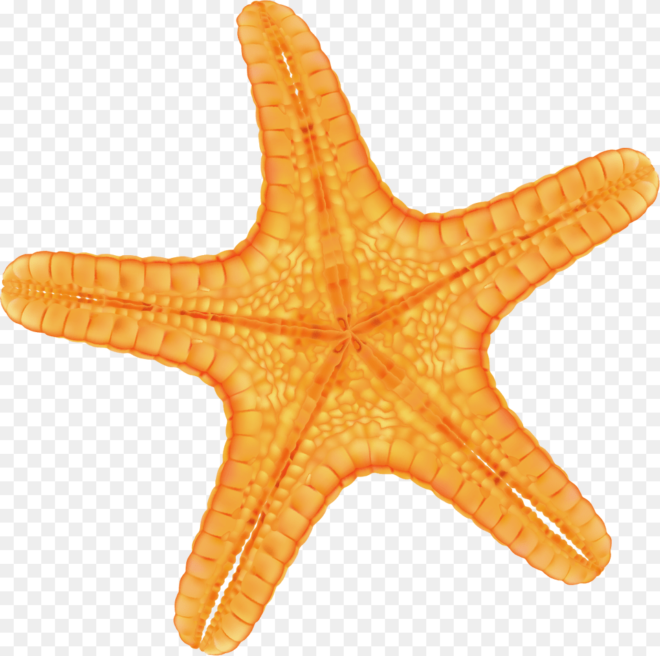 Hand Painted Yellow Starfish Download Estrela Do Mar Lilas, Animal, Sea Life, Invertebrate, Smoke Pipe Free Png