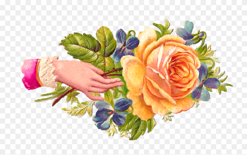 Hand Rose, Plant, Pattern, Graphics, Flower Bouquet Free Png