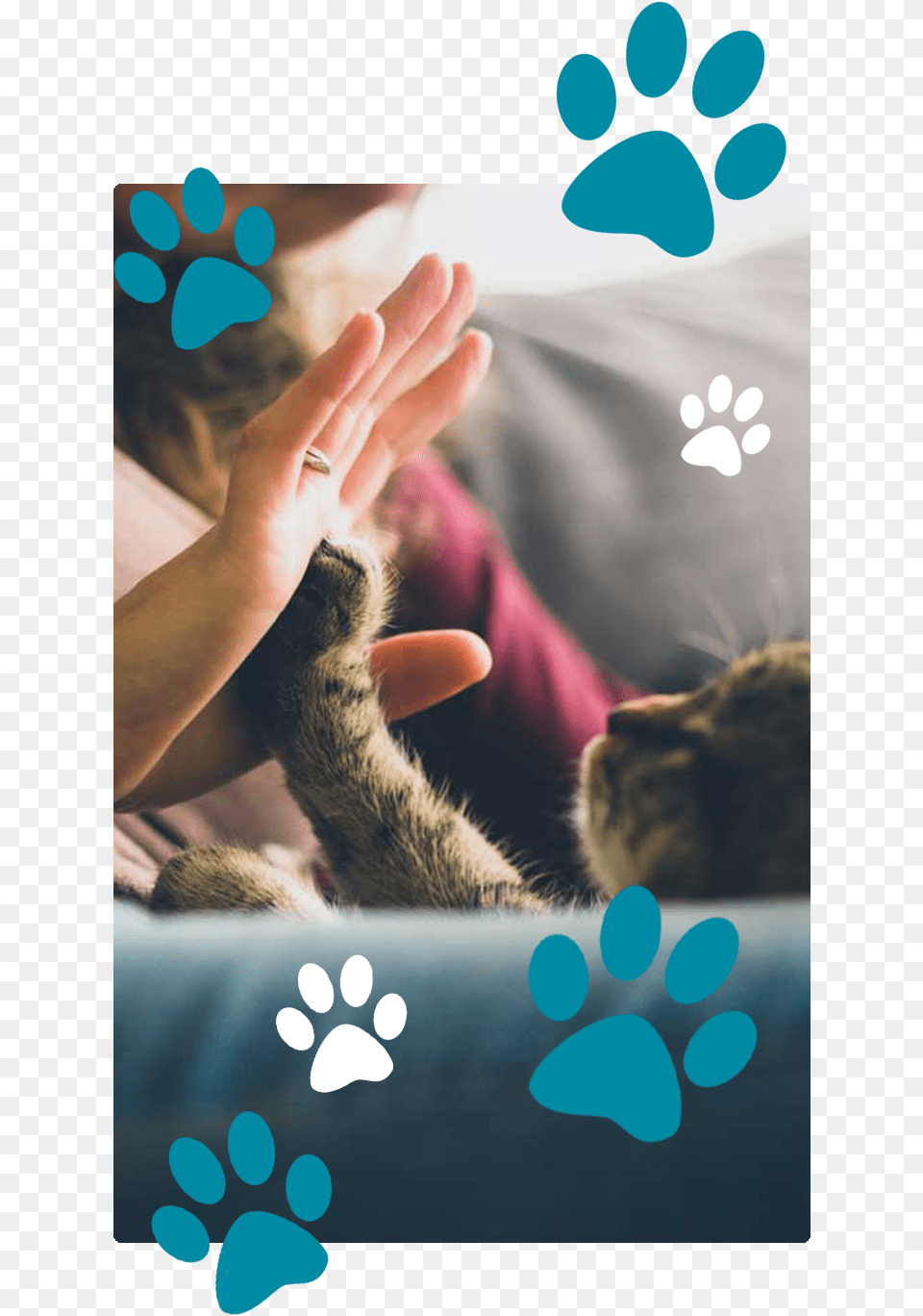 Hand Take Cat, Body Part, Finger, Person, Animal Free Transparent Png