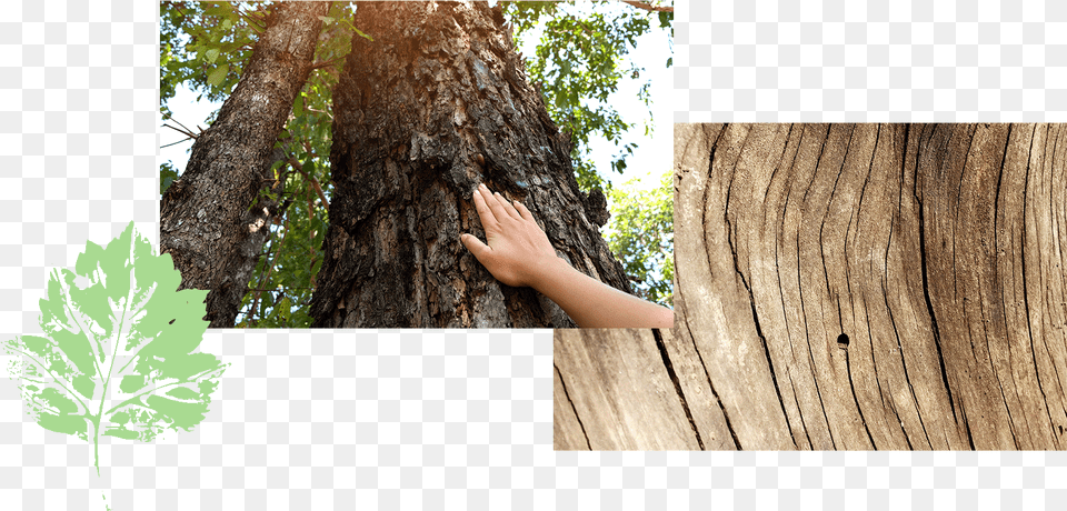 Hand Touching Bark Tree Rings Redwood, Plant, Tree Trunk, Person, Wood Free Transparent Png