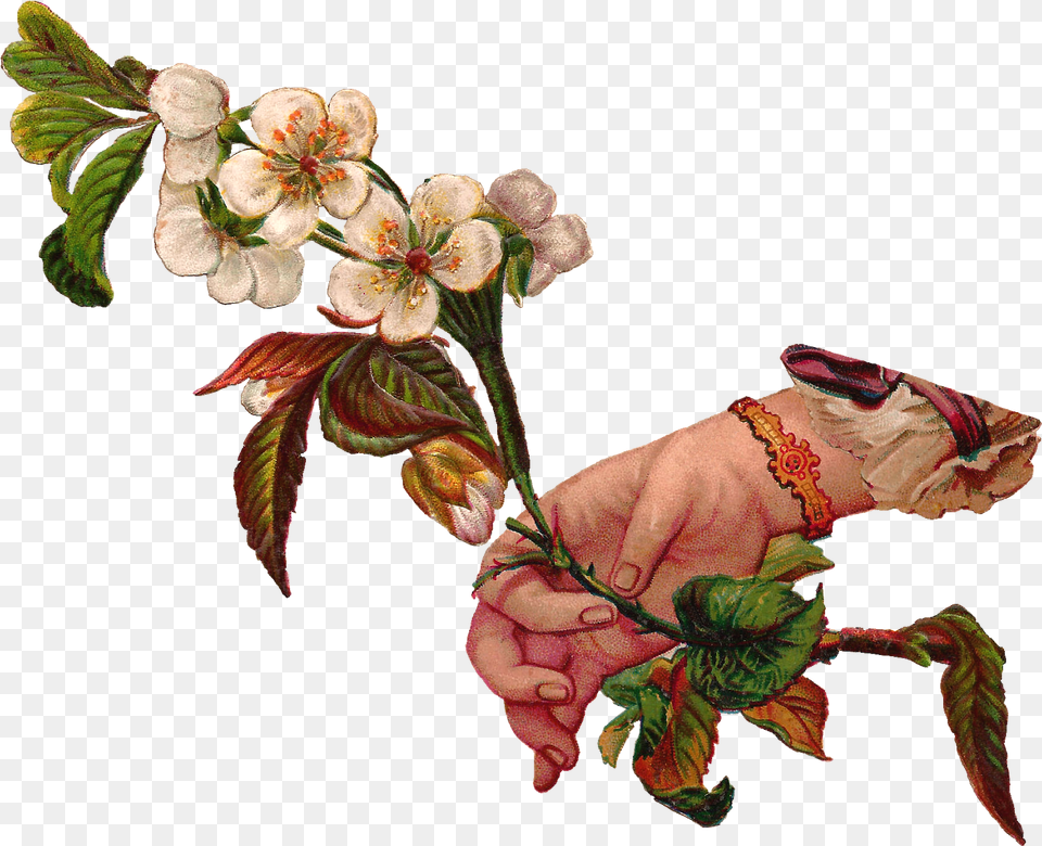 Hand Wht Flwr Branch Scrap Victorian Victorian Flowers, Plant, Leaf, Flower, Art Free Transparent Png