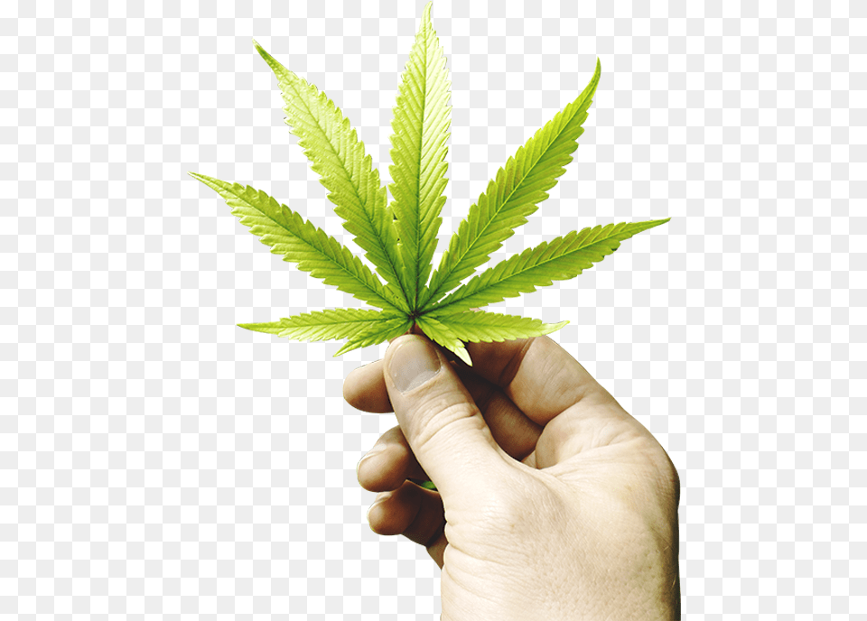 Hand With Cannabis Leaf, Plant, Body Part, Finger, Hemp Free Png Download
