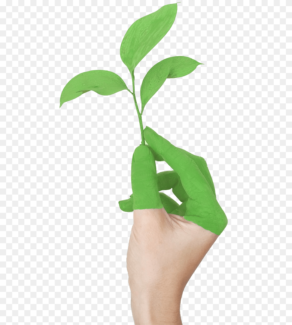 Hand With Leaf Growing From Clean Air Due To Green Politica Ambiental, Plant, Herbal, Herbs, Person Free Png Download