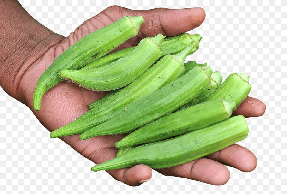 Hand With Okra Image, Food, Produce, Plant, Vegetable Png