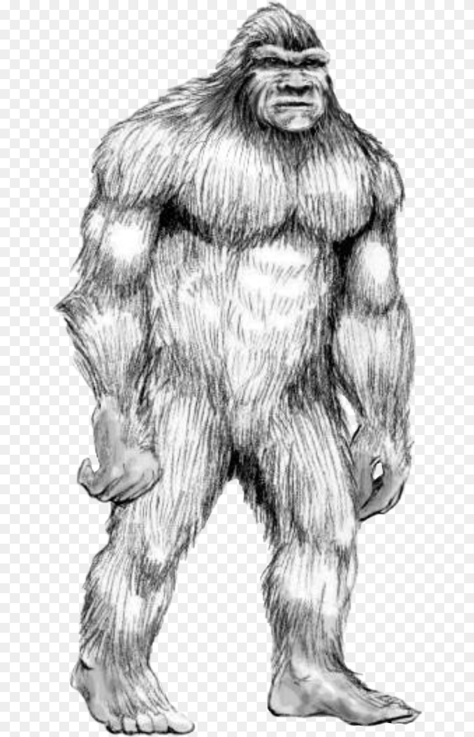 Handdrawn Bigfoot Sasquatch Animal Human Hybrids Drawings, Ape, Mammal, Wildlife, Bear Free Png Download