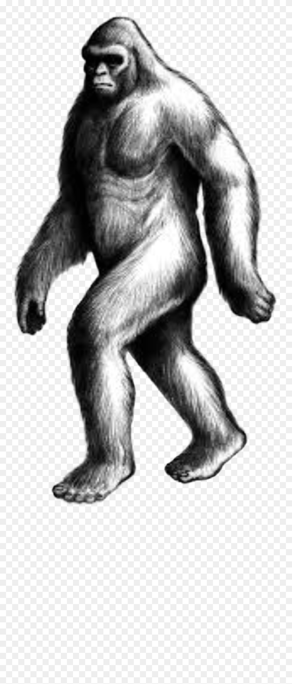 Handdrawn Bigfoot Sasquatch Humananimalhybrid Cryptid Cryptid, Animal, Ape, Mammal, Wildlife Png Image