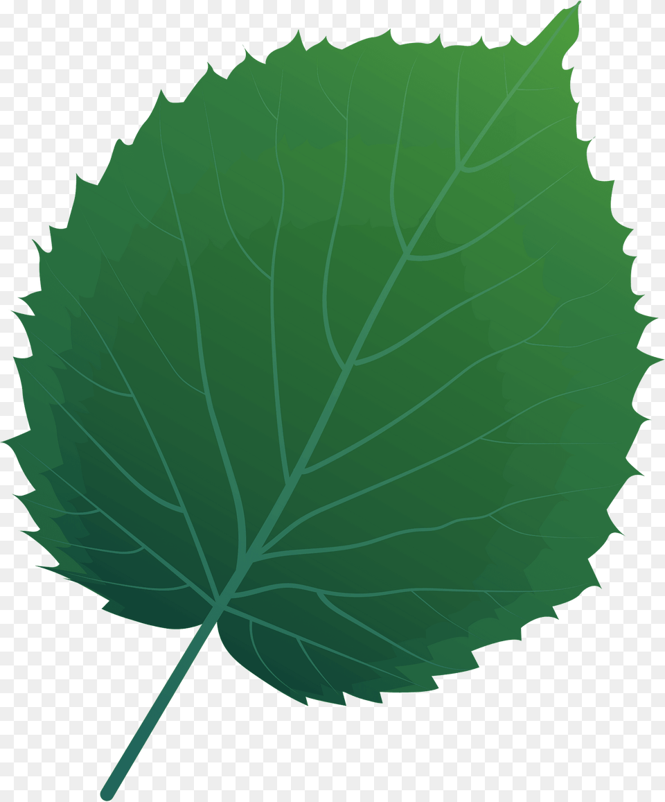 Handkerchief Tree Spring Leaf Clipart, Green, Plant, Herbal, Herbs Png Image