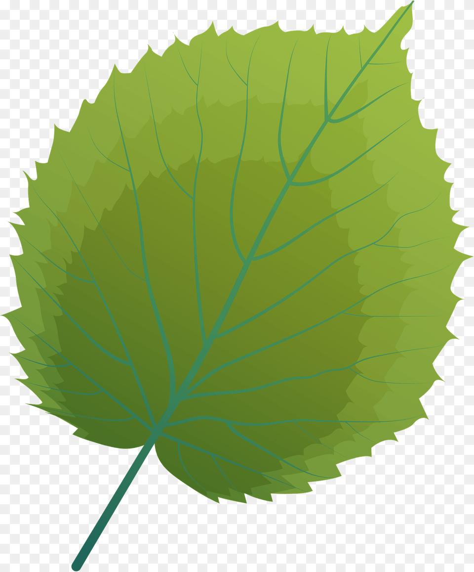 Handkerchief Tree Summer Leaf Clipart, Plant, Green Free Png