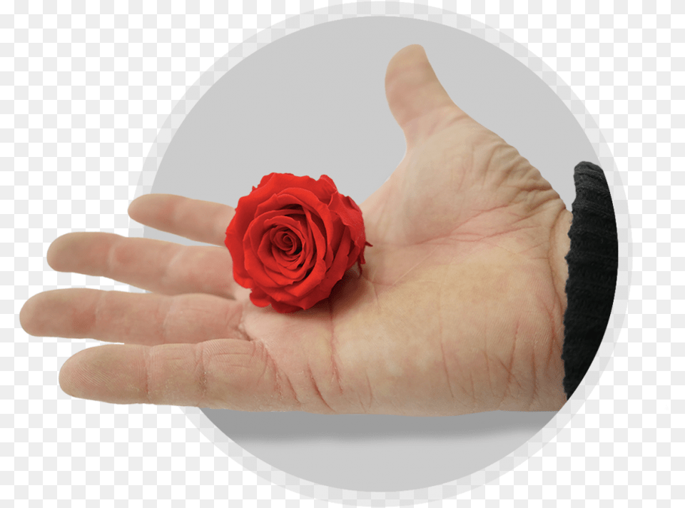 Handle And Care Garden Roses, Body Part, Finger, Flower, Hand Free Png Download