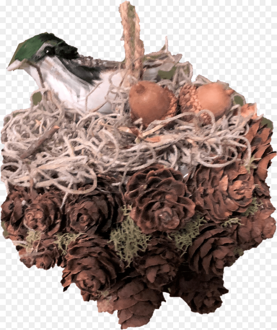 Handmade Pine Cone Kissing Ball With Birdu0027s Nest 5 Inches Duck, Flower, Plant, Rose Png Image