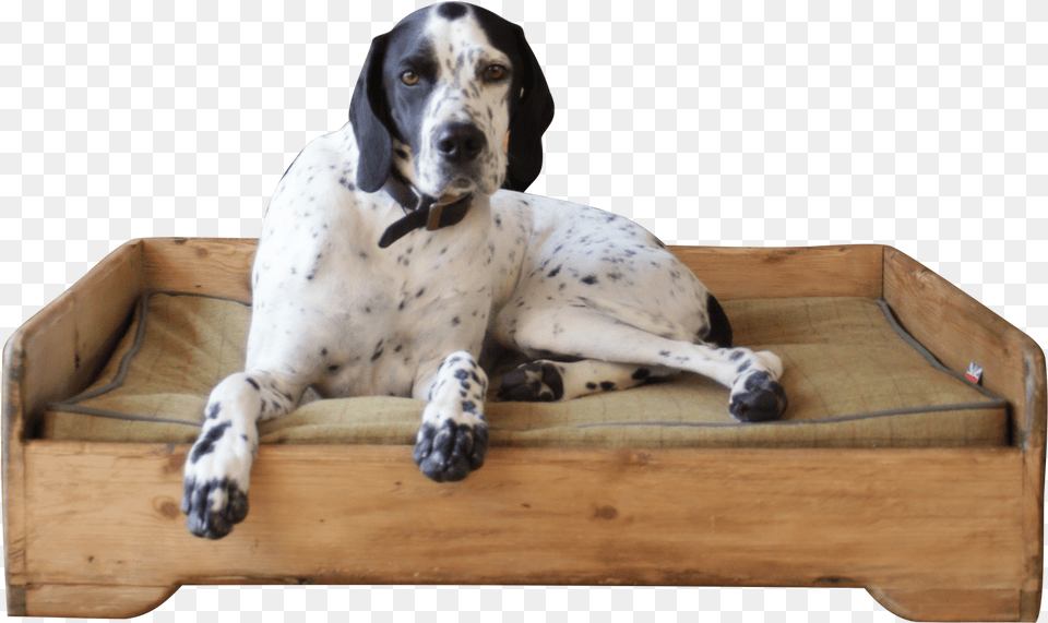 Handmade Wooden Dog Bed Hunt And Wilson Dog, Animal, Canine, Mammal, Pet Png Image