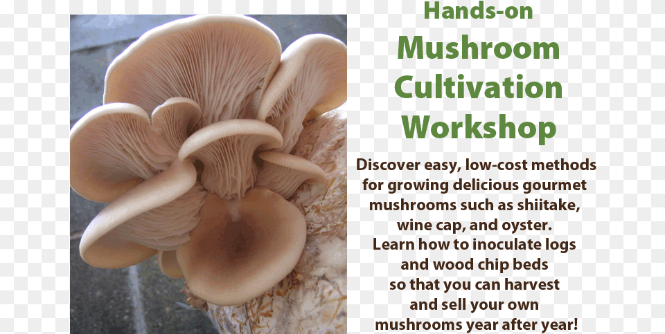 Hands On Mushroom Cultivation Workshop Mushroom, Fungus, Plant, Agaric, Amanita Free Transparent Png