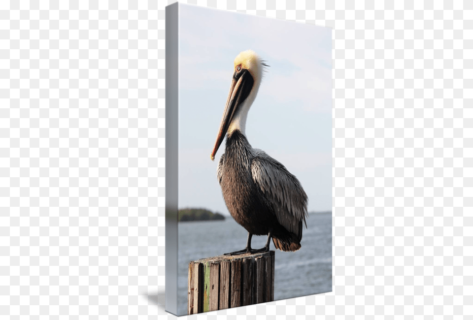 Handsome Brown Pelican By Carol Groenen Gallery Wrapped Canvas Art Print 16 X 24 Entitled Handsome, Animal, Beak, Bird, Waterfowl Free Png Download