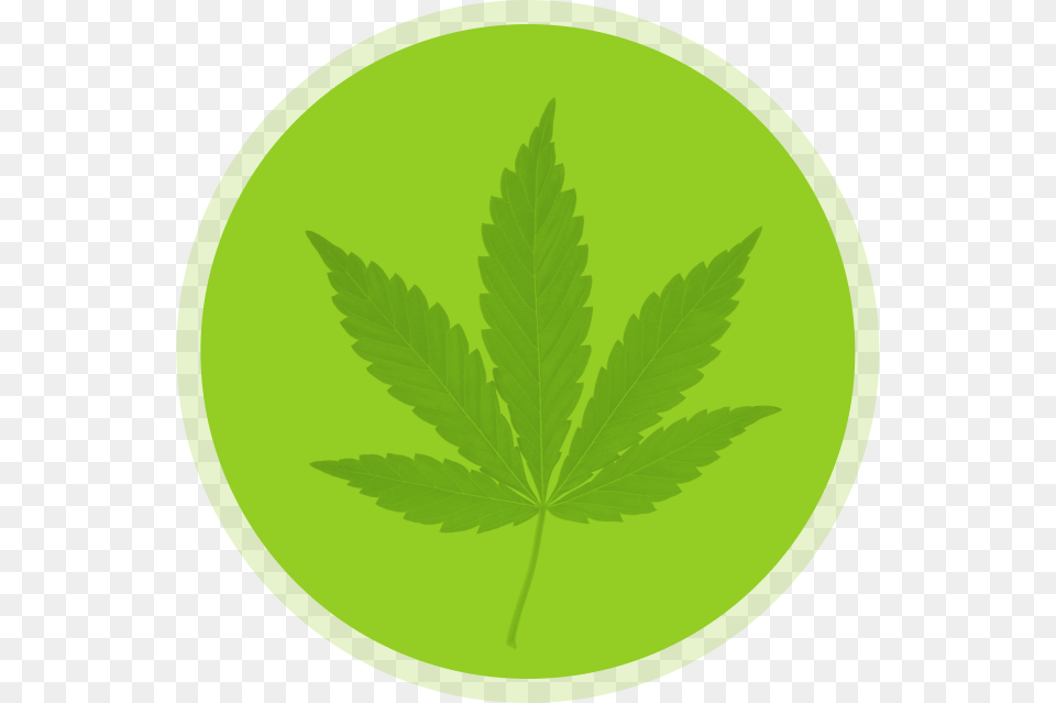 Hanfblatt, Green, Leaf, Plant, Weed Free Png