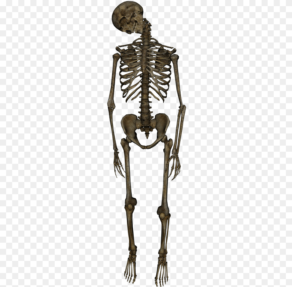 Hanged Skeleton Background, Person Free Png
