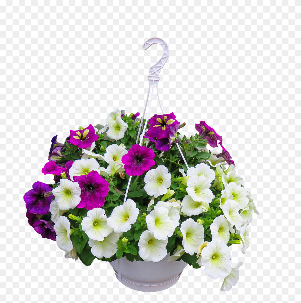 Hanging Basket, Flower, Flower Arrangement, Flower Bouquet, Geranium Free Png