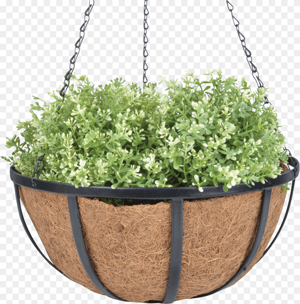 Hanging Basket 30cm Black S Kkusz Virgcserp, Herbal, Herbs, Jar, Plant Free Png
