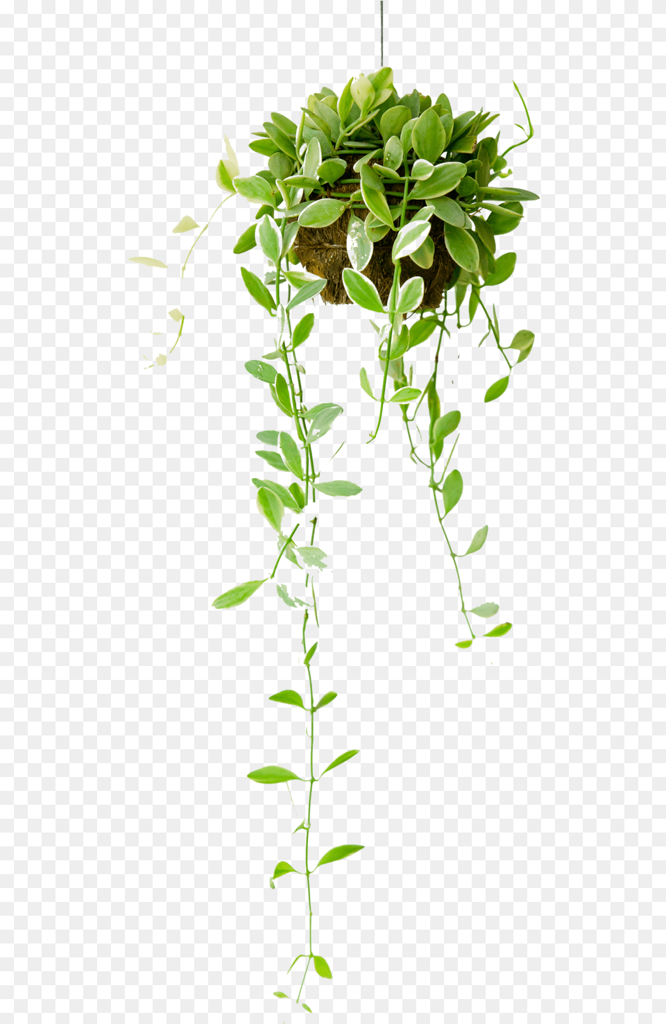 Hanging Basket Hanging Interior Plants, Leaf, Plant, Potted Plant, Vine Png Image