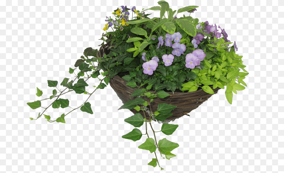 Hanging Basket Lemon Tree Clear Background, Flower, Flower Arrangement, Flower Bouquet, Geranium Free Transparent Png