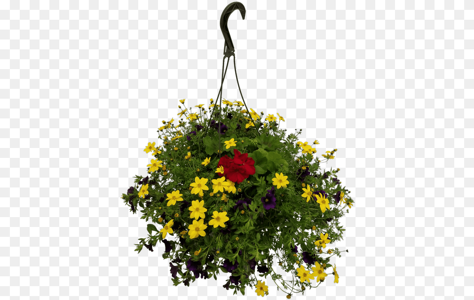 Hanging Basket Mixed Annuals Festival, Flower, Flower Arrangement, Flower Bouquet, Geranium Png Image