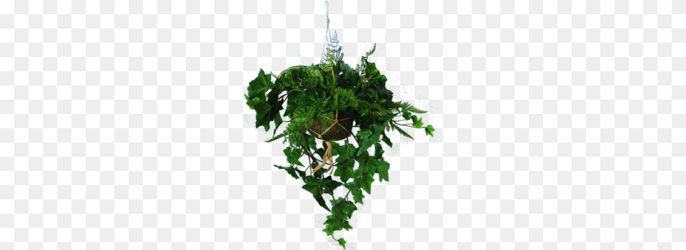 Hanging Basket With Ivy And A Fern Plants, Green, Tree, Rainforest, Potted Plant Free Transparent Png