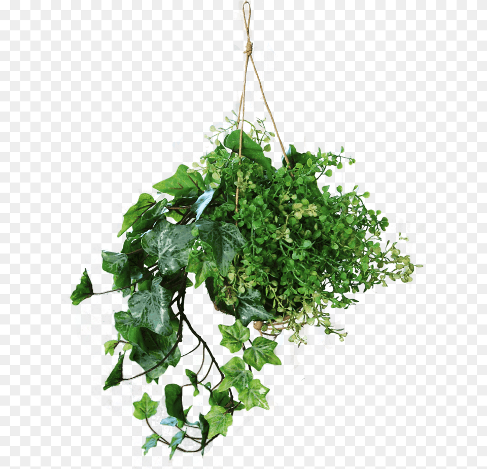 Hanging Basket With Light Frosted Ivy And A Myosotis Bush Green 45 Cm Vertical, Potted Plant, Plant, Herbal, Herbs Free Png Download