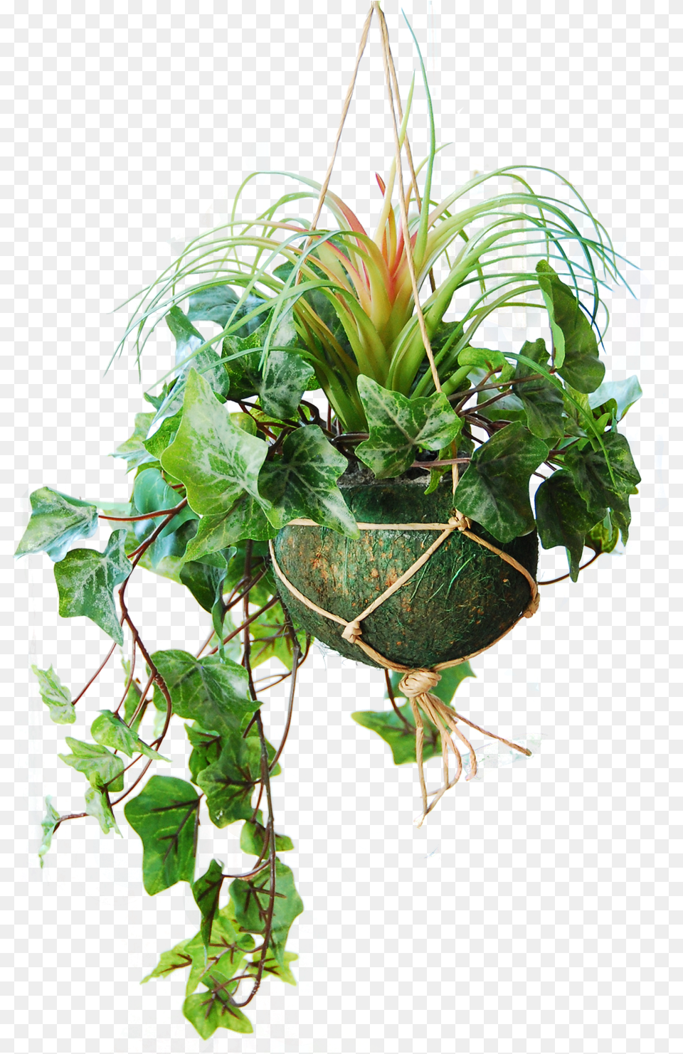 Hanging Basket With Light Frosted Ivy And A Tillandsia Bush Green 45 Cm Grass, Potted Plant, Plant, Leaf, Flower Arrangement Free Png