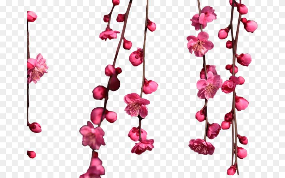 Hanging Cherry Blossom, Flower, Petal, Plant, Geranium Free Png