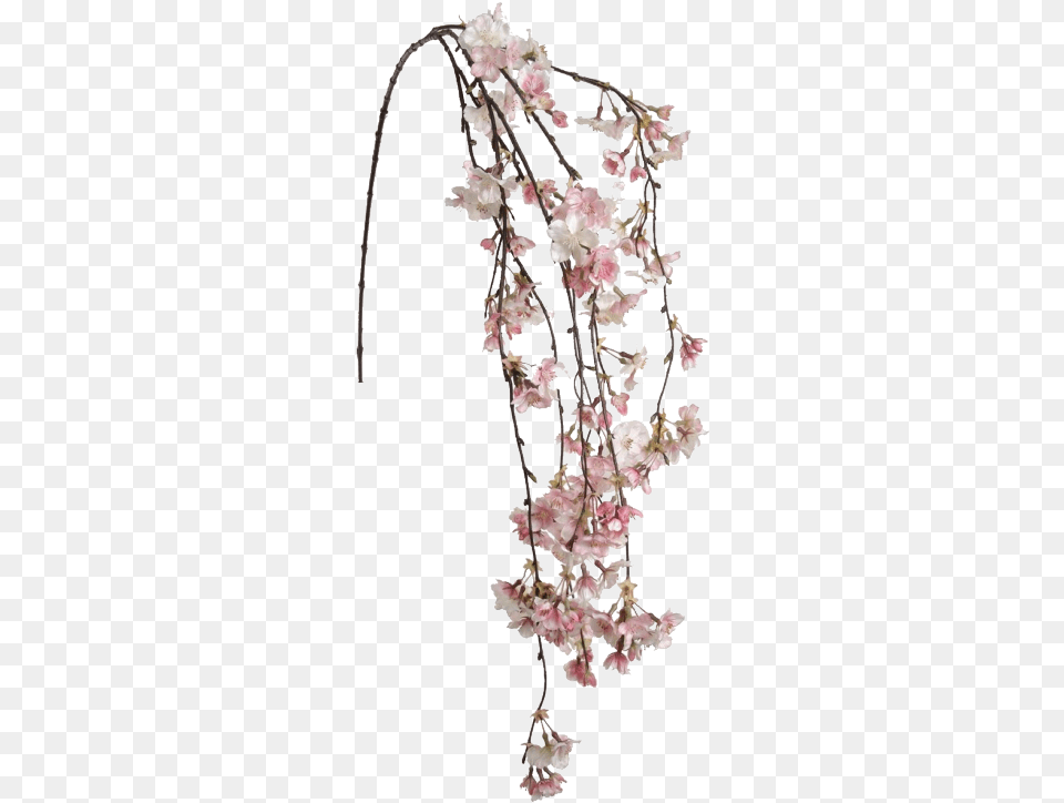 Hanging Cherry Blossom, Flower, Plant, Cherry Blossom, Petal Png