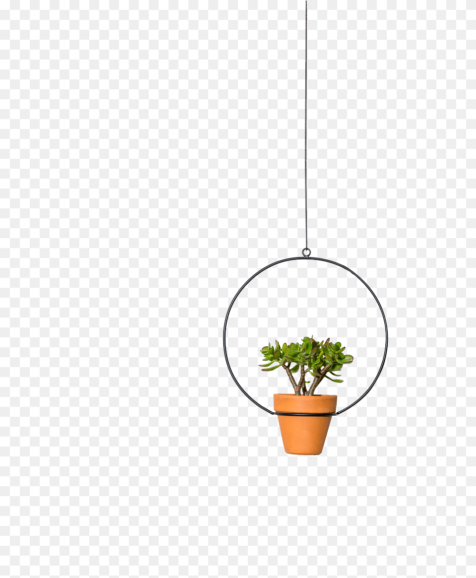 Hanging Circle Planter 10quot Houseplant, Plant, Potted Plant, Vase, Pottery Free Png