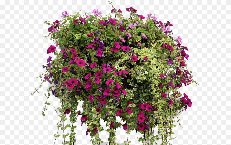 Hanging Flower Basket Hanging Basket Flowers, Potted Plant, Plant, Geranium, Flower Arrangement Free Png Download