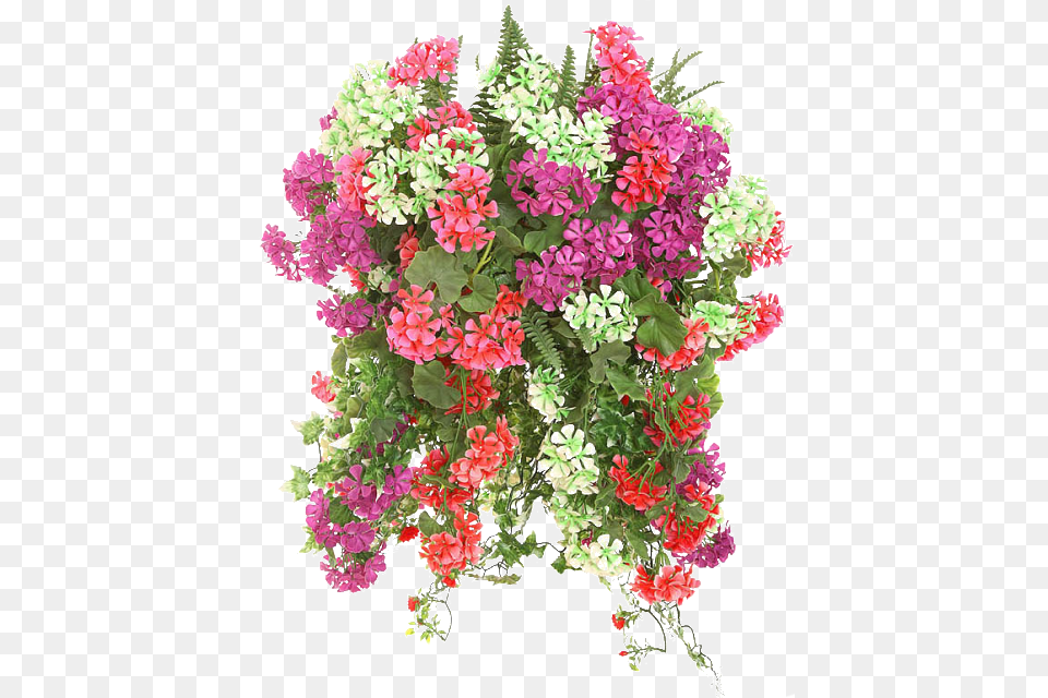 Hanging Flower Baskets, Flower Arrangement, Flower Bouquet, Geranium, Plant Png Image
