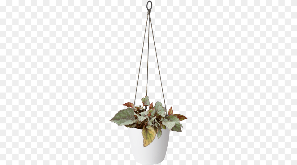 Hanging Flower Pot, Jar, Plant, Planter, Potted Plant Free Transparent Png