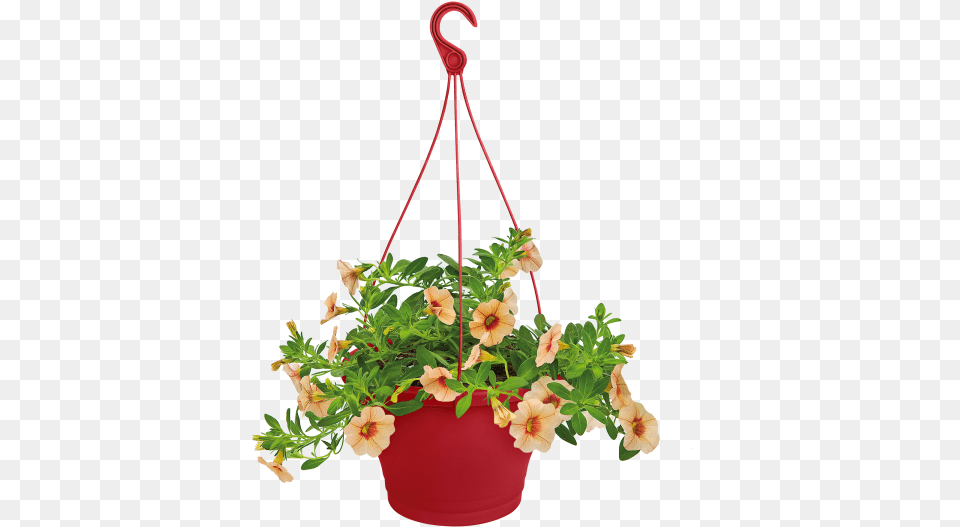 Hanging Flowers, Vase, Flower, Geranium, Jar Free Transparent Png