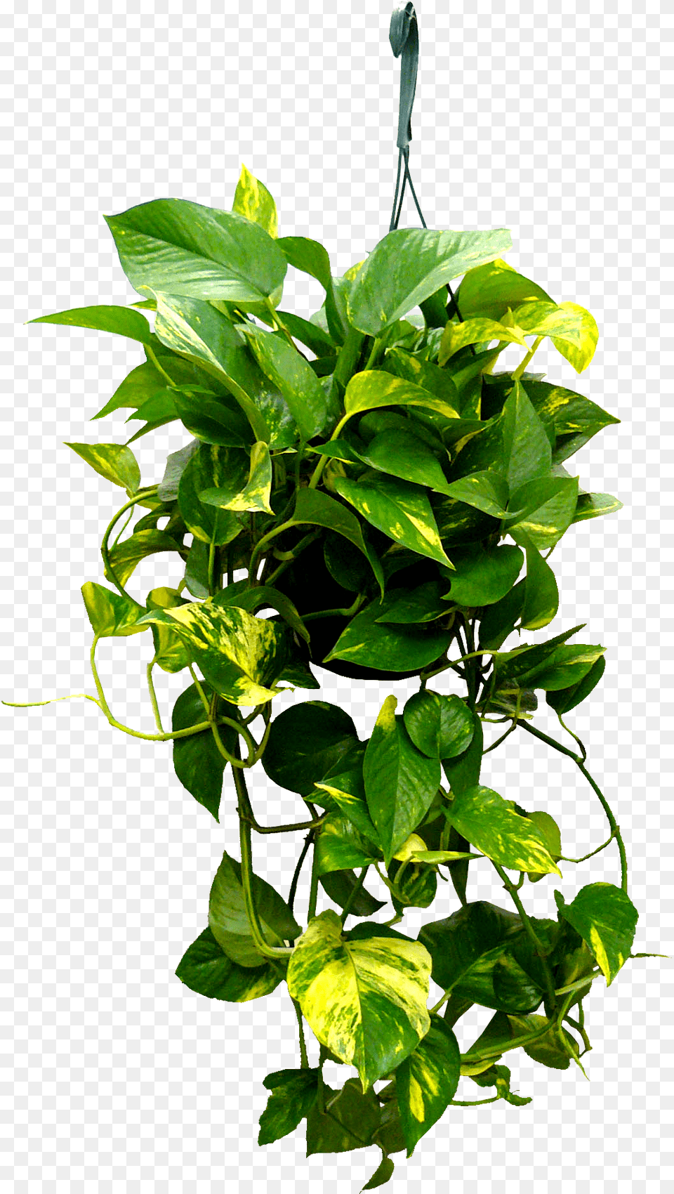 Hanging Golden Pothos Golden Pothos Hanging Planter, Leaf, Plant, Vine, Potted Plant Png