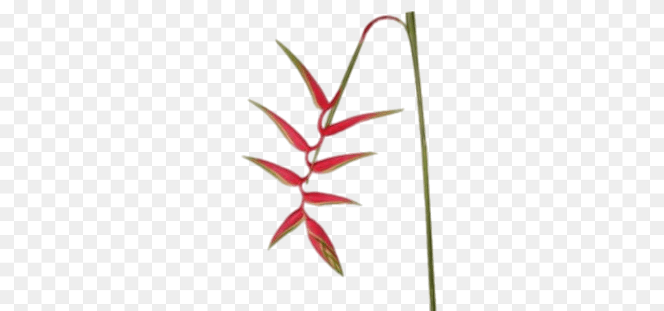 Hanging Heliconia, Flower, Grass, Plant, Tree Png Image