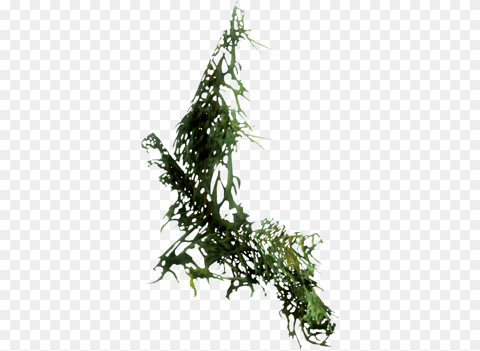 Hanging Moss Transparent Moss, Plant, Algae, Seaweed Png Image