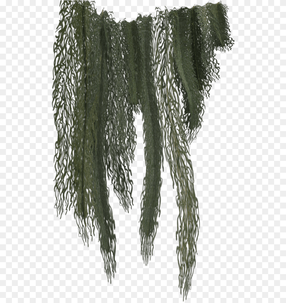 Hanging Moss Jungle Vines Transparent, Clothing, Scarf Free Png