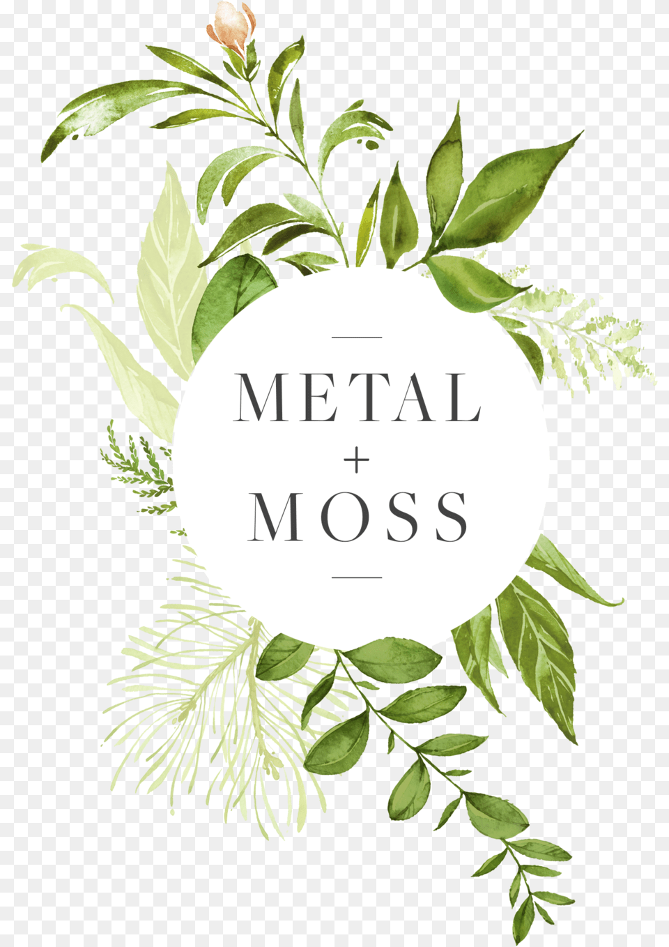 Hanging Moss Western Yew, Herbs, Plant, Leaf, Herbal Free Transparent Png
