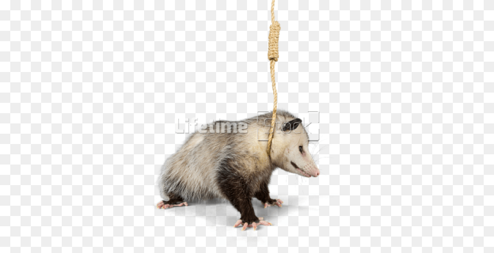 Hanging Noose Around Neck Animals In A Noose, Animal, Mammal, Rat, Rodent Png