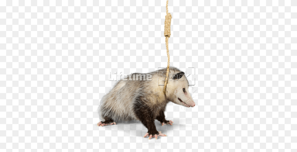 Hanging Noose Around Neck Opossum, Animal, Mammal, Wildlife, Rat Free Png