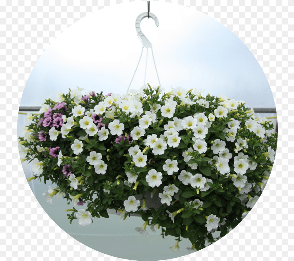 Hanging Plant Artificial Flower, Flower Arrangement, Flower Bouquet, Geranium, Potted Plant Png Image