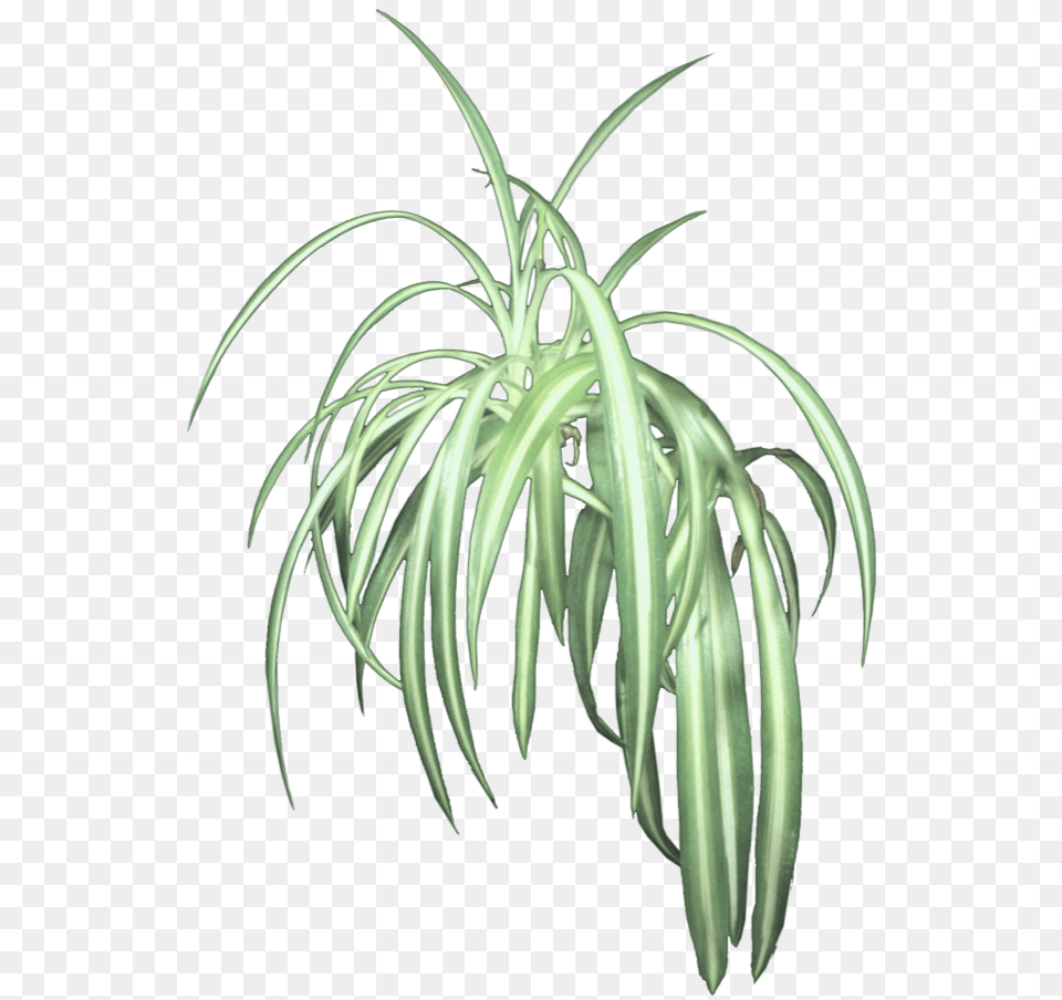 Hanging Plants, Plant, Potted Plant Free Png Download