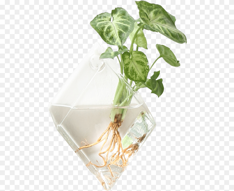 Hanging Plants On Walls, Plant, Potted Plant, Pottery, Jar Free Png Download