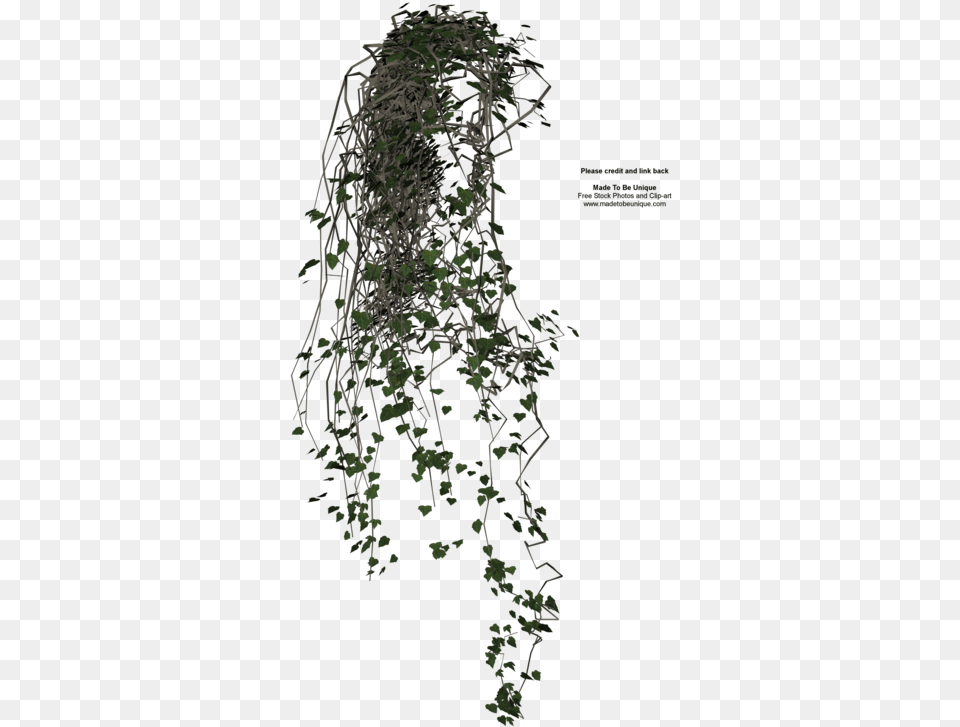 Hanging Plants Transparent Background, Plant, Vine, Ivy Png