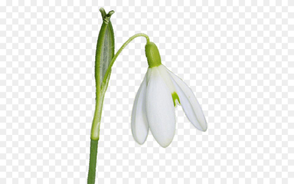 Hanging Snowdrop, Amaryllidaceae, Flower, Plant, Petal Free Png