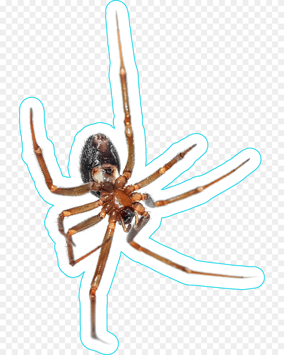 Hanging Spider, Animal, Invertebrate Free Transparent Png